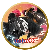 nohu88